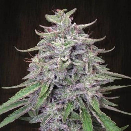 Bangi Haze Feminizada  (Ace Seeds)
