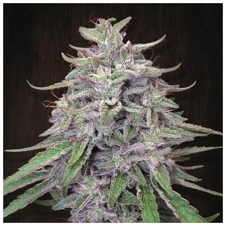 Bangi Haze Feminizada  (Ace Seeds)