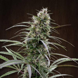 Congo Feminizada (Ace Seeds)