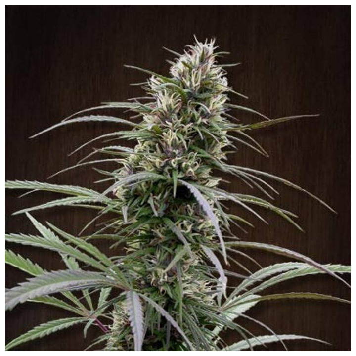 Congo Feminizada (Ace Seeds)