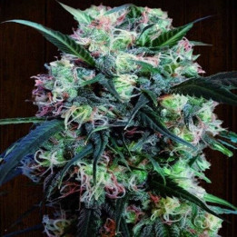 Kali China Feminizada  (Ace Seeds)