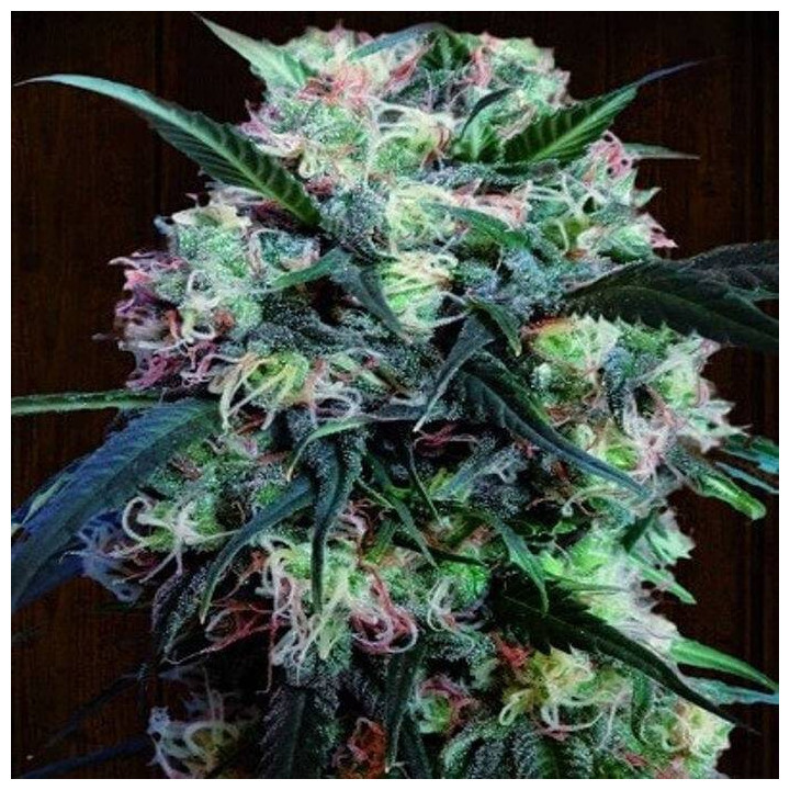 Kali China Feminizada  (Ace Seeds)