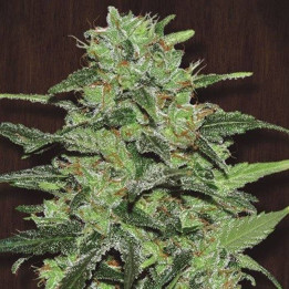 Malawi Feminizada (Ace Seeds)