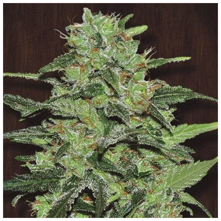 Malawi Feminizada (Ace Seeds)