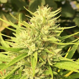 Malawi x Panamá Feminizada  (Ace Seeds)