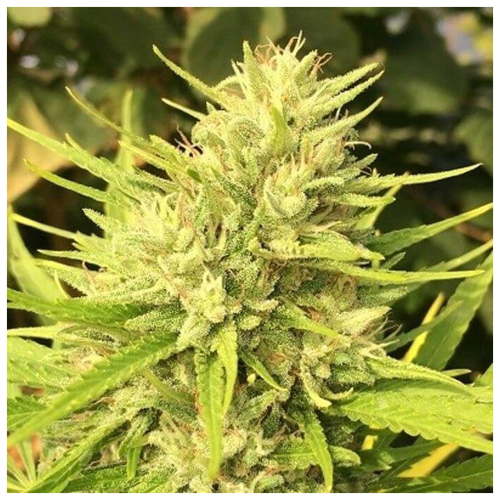 Malawi x Panamá Feminizada  (Ace Seeds)