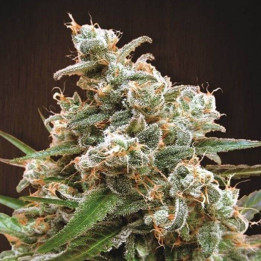 Nepal Jam Feminizada (Ace Seeds)