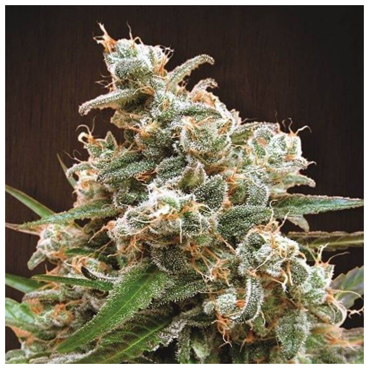 Nepal Jam Feminizada (Ace Seeds)