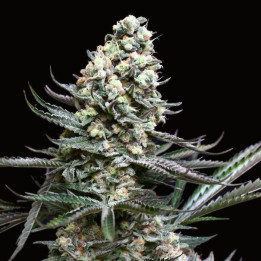 Nordés (Absolute Cannabis Seeds)