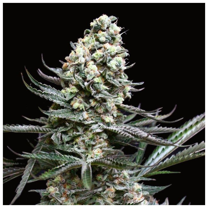 Nordés (Absolute Cannabis Seeds)