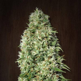 Orient Express Feminizada (Ace Seeds)