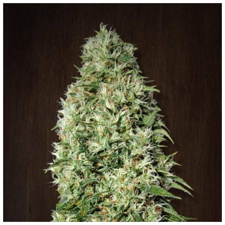 Orient Express Feminizada (Ace Seeds)
