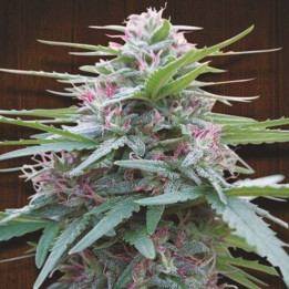 Orient Express x Nepal Jam Feminizada (Ace Seeds)