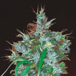 Panama Haze Feminizada (Ace Seeds)