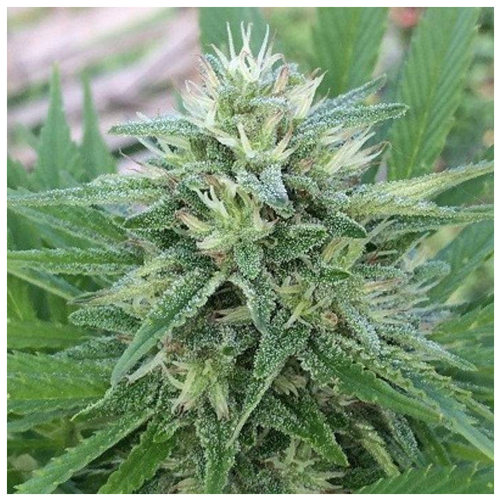 Panama x Malawi Feminizada (Ace Seeds)