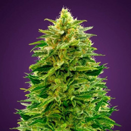 Auto Amnesia (Advanced Seeds)