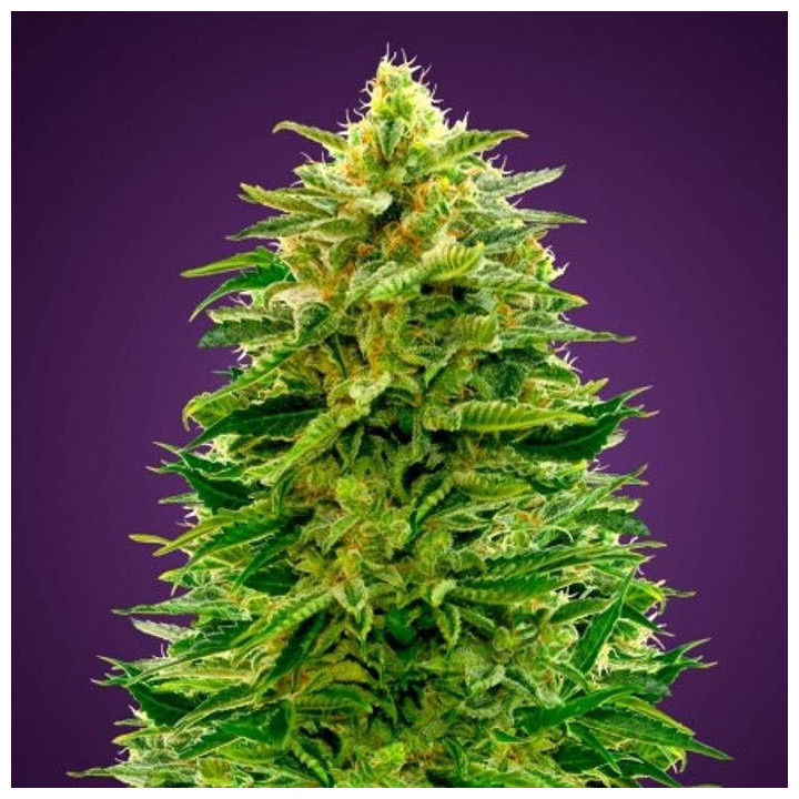Auto Amnesia (Advanced Seeds)