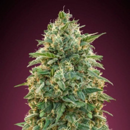 Amnesia (Advanced Seeds)