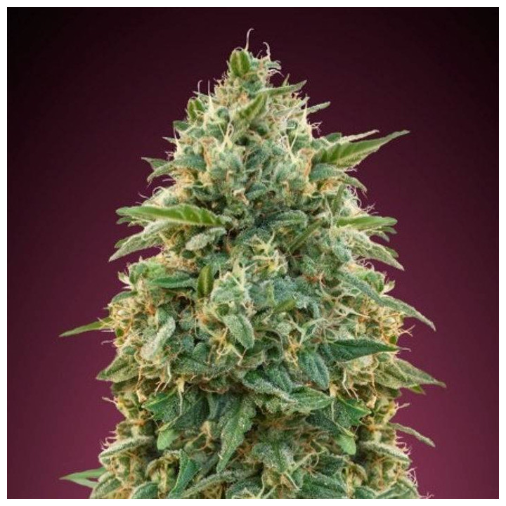 Amnesia (Advanced Seeds)
