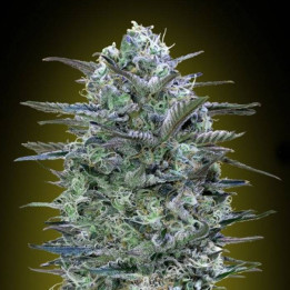 Critical Lemon (Advanced Seeds)