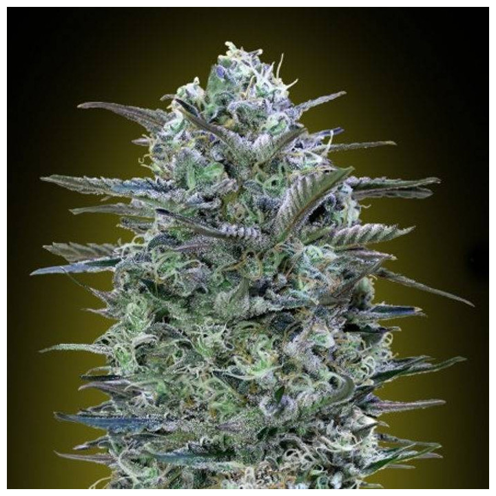 Critical Lemon (Advanced Seeds)