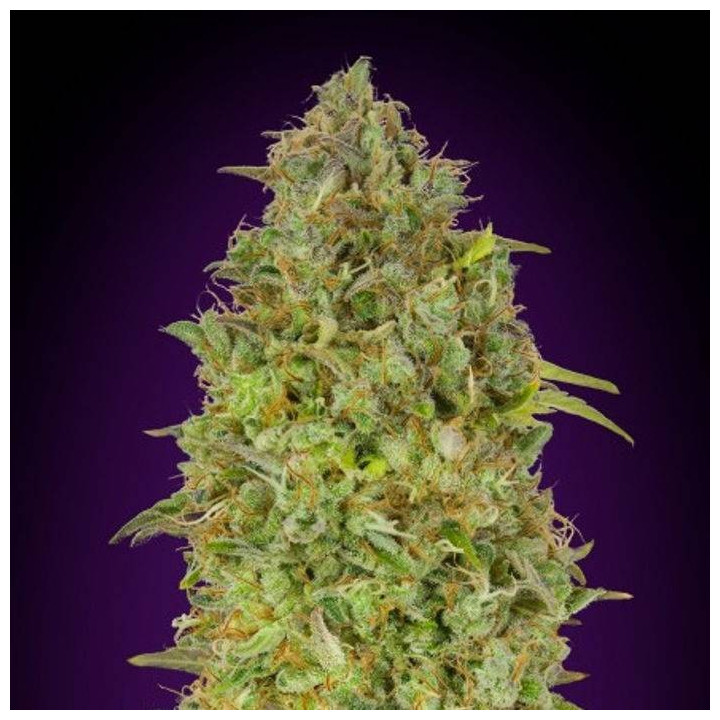 Skunk 47 (Advanced Seeds)