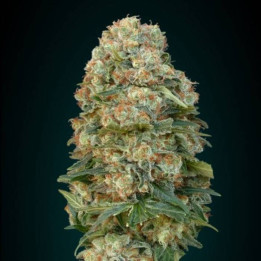 Female Mix