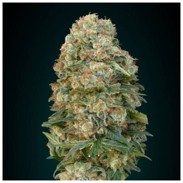 Female Mix