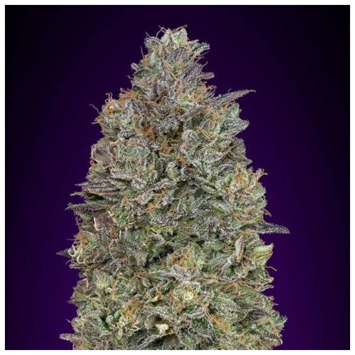 Critical Purple Kush (Advanced Seeds)