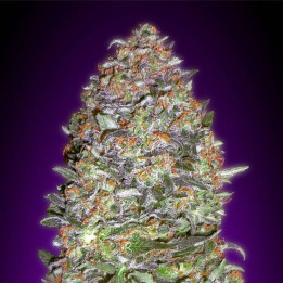 Auto Purple Diesel (Advanced Seeds)