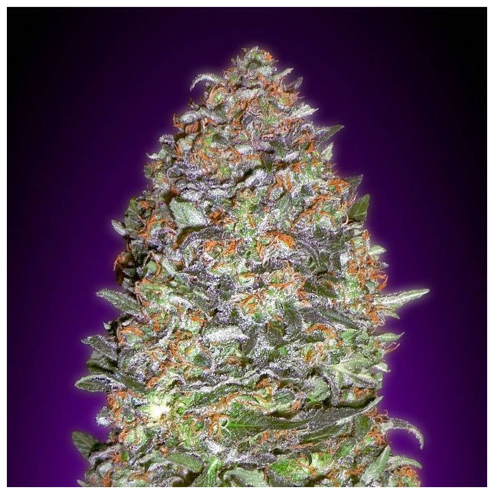 Auto Purple Diesel (Advanced Seeds)