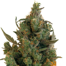 Blue Cheese (Barney´s Farm)