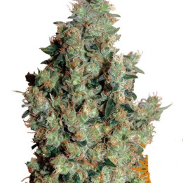 Tangerine Dream (Barney´s Farm)