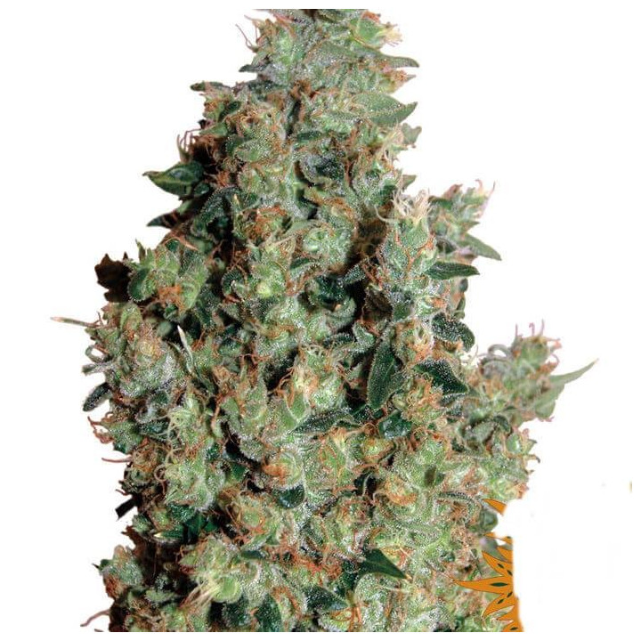 Tangerine Dream (Barney´s Farm)
