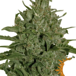 Triple Cheese (Barney´s Farm)