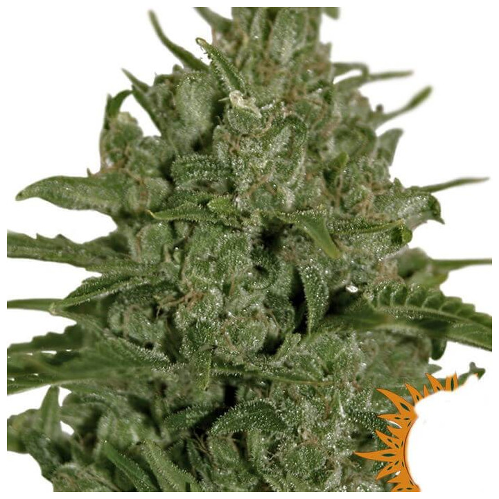 Triple Cheese (Barney´s Farm)