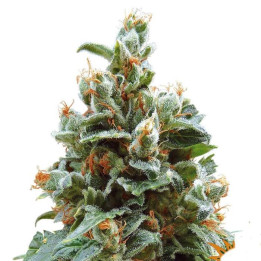 Vanilla Kush (Barney´s Farm)