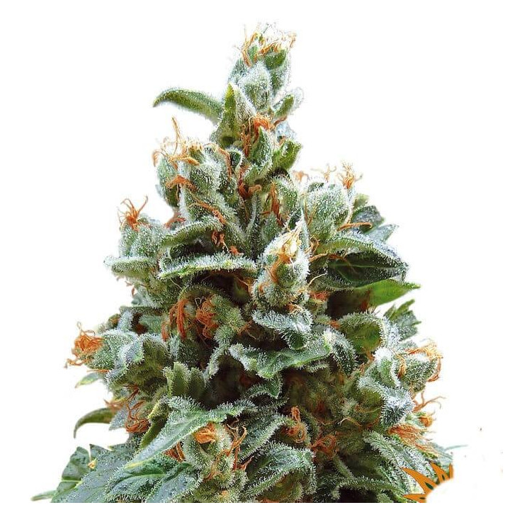Vanilla Kush (Barney´s Farm)