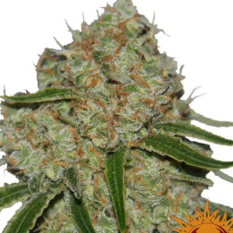 Phantom OG (Barney´s Farm)