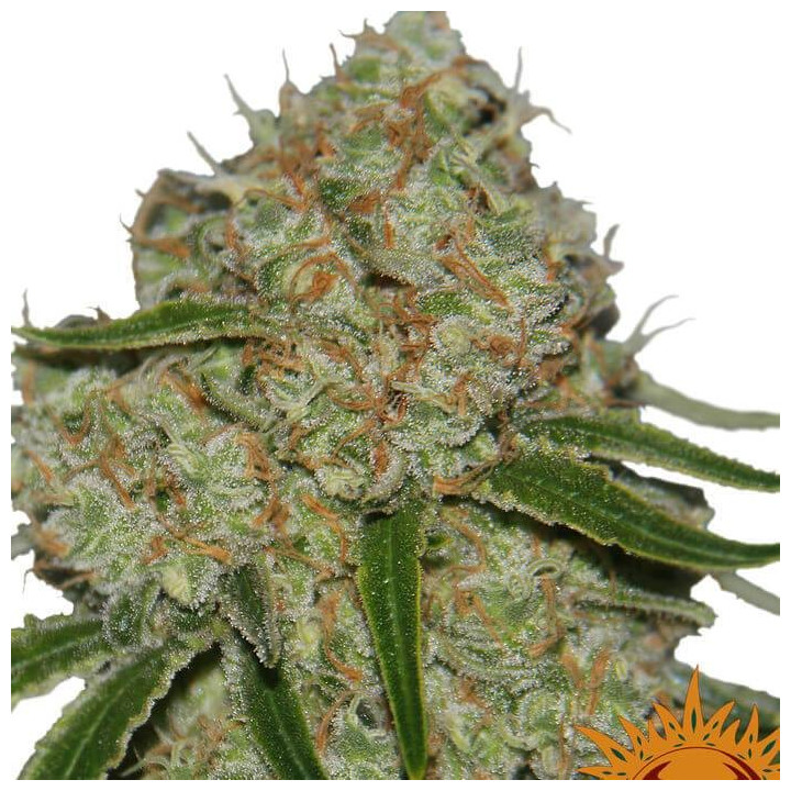Phantom OG (Barney´s Farm)