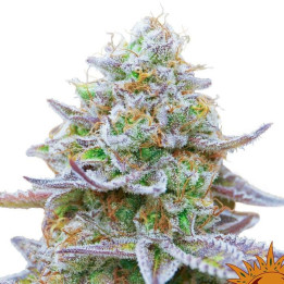 Gorilla Zkittlez (Barney´s Farm)