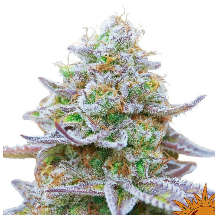 Gorilla Zkittlez (Barney´s Farm)