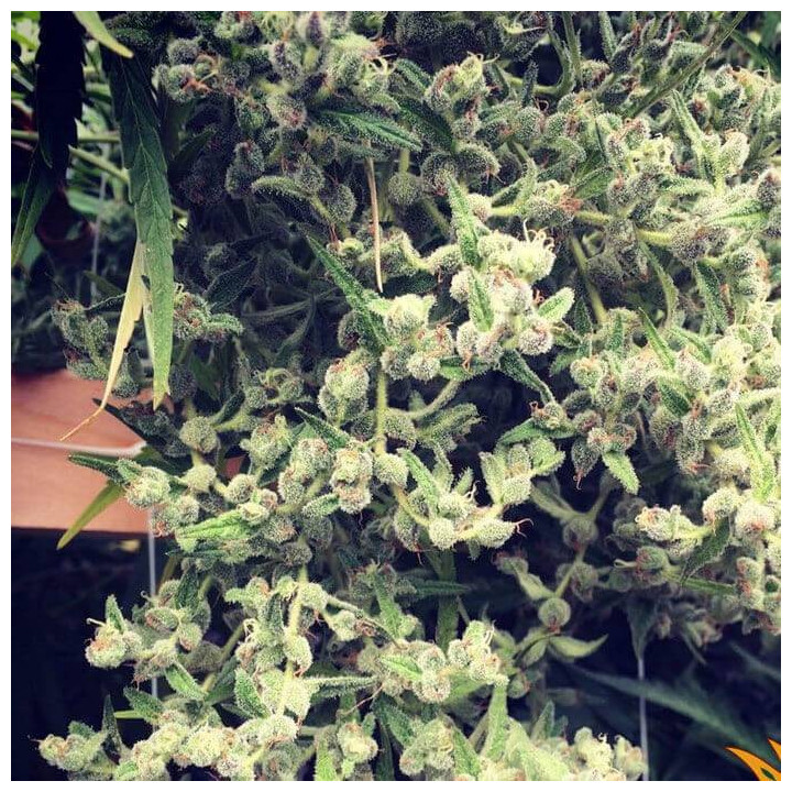 Dr Grinspoon (Barney´s Farm)