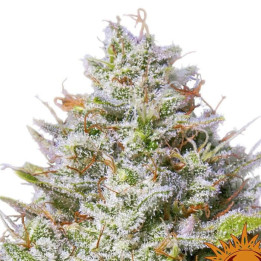 Blue Gelato 41 (Barney´s Farm)