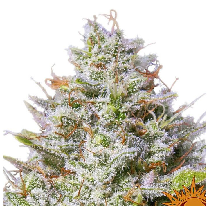 Blue Gelato 41 (Barney´s Farm)