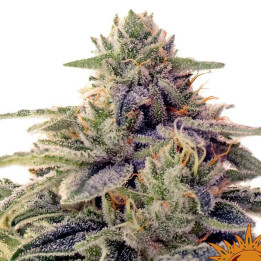 Shiskaberry (Barney´s Farm)