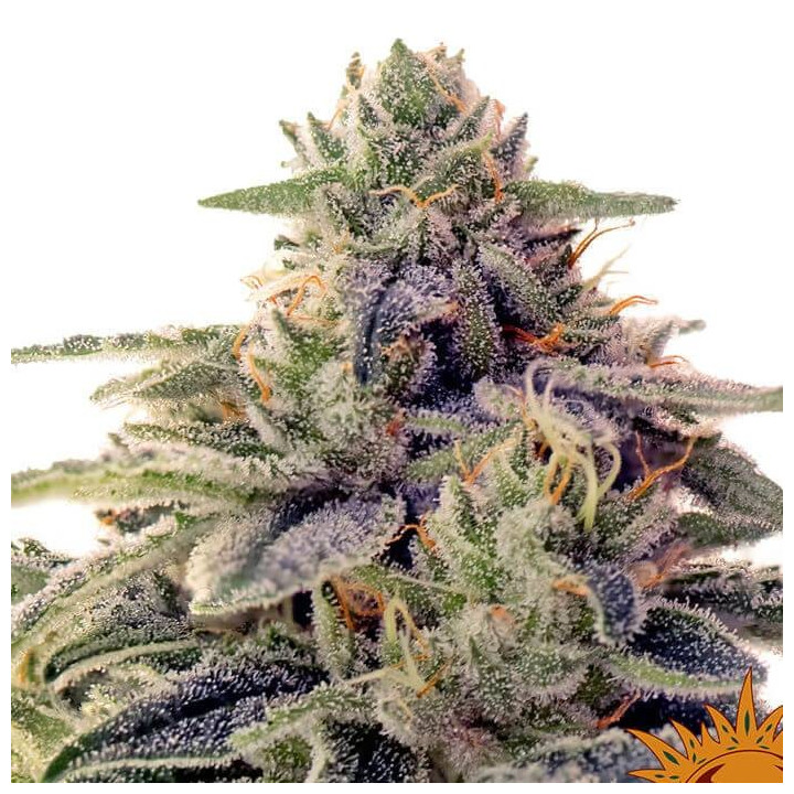 Shiskaberry (Barney´s Farm)