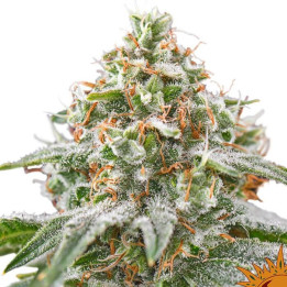 Pink Kush (Barney´s Farm)