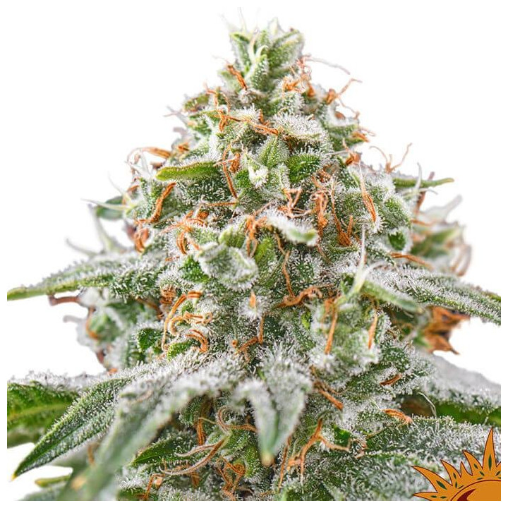 Pink Kush (Barney´s Farm)