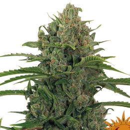 Critical Kush Auto (Barney´s Farm)